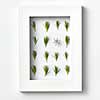 Rectangular eco frame with young pine twigs needles and one spring flower on a light gray background. Place for text. Top view.