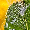 Green leaf of mint covered with bubbles in a glass with water and lemon slices. Macro photo of summer drink