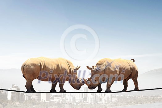 Two rhino animals on rope as symbol of competition Two rhino animals on rope as symbol of competition