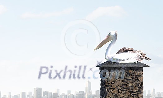 Stork bird sitting on top of building Stork bird sitting on top of building