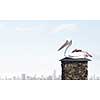 Stork bird sitting on top of building