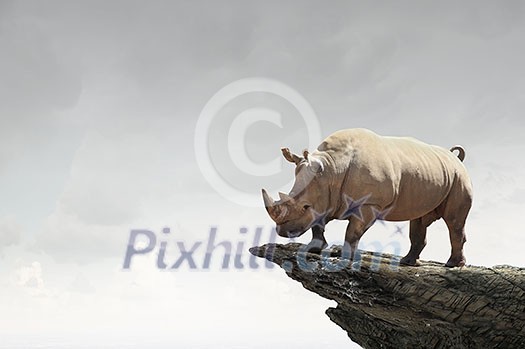 Big rhino animal outdoors as symbol of power and leadership