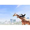 Young pretty fearless woman riding giraffe animal