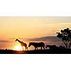 Silhouettes of african animals on golden sunset background