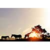 Silhouettes of african animals on golden sunset background