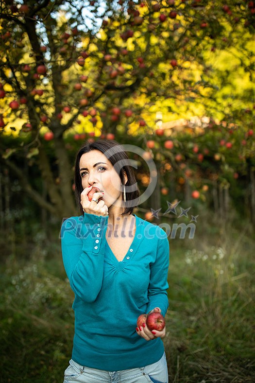 Cute young woman picking apples in an orchard having fun harvesting the ripe fruits of her family's labour(color toned image)