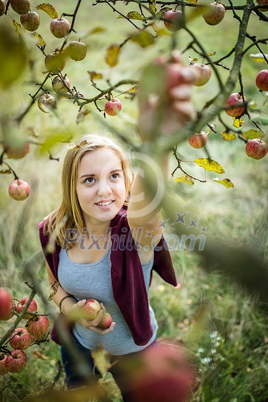 Cute girl picking apples in an orchard having fun harvesting the ripe fruits of her family's labour (color toned image) Cute girl picking apples in an orchard having fun harvesting the ripe fruits of her family's labour (color toned image)