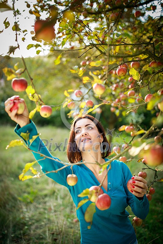 Cute young woman picking apples in an orchard having fun harvesting the ripe fruits of her family's labour(color toned image)