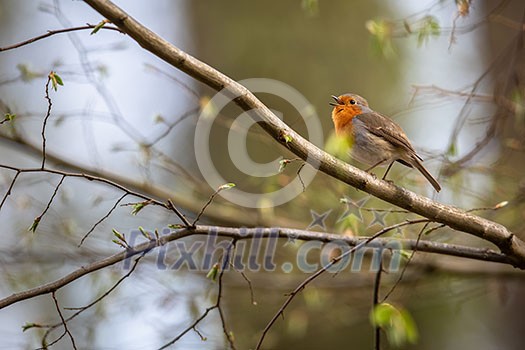 The European robin (Erithacus rubecula) known simply as the robin or robin redbreast The European robin (Erithacus rubecula) known simply as the robin or robin redbreast