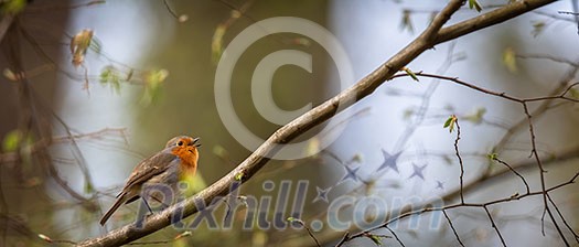 The European robin (Erithacus rubecula) known simply as the robin or robin redbreast The European robin (Erithacus rubecula) known simply as the robin or robin redbreast