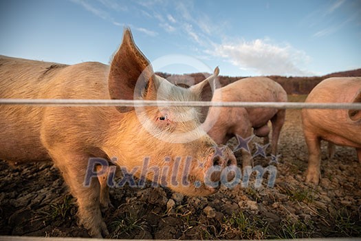 Pigs eating on a meadow in an organic meat farm Pigs eating on a meadow in an organic meat farm