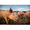 Pigs eating on a meadow in an organic meat farm