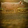 Pigs eating on a meadow in an organic meat farm