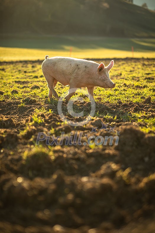 Pigs eating on a meadow in an organic meat farm