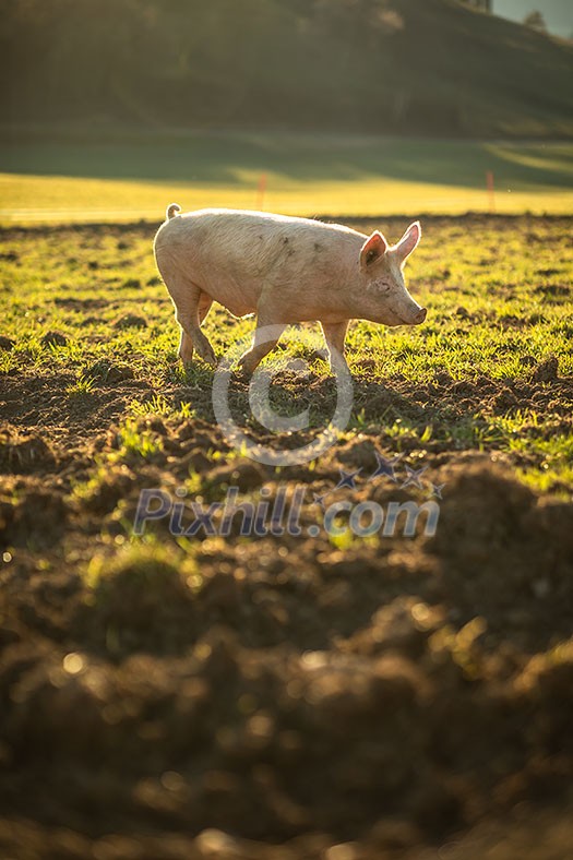 Pigs eating on a meadow in an organic meat farm Pigs eating on a meadow in an organic meat farm