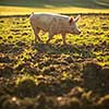 Pigs eating on a meadow in an organic meat farm