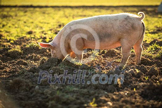 Pigs eating on a meadow in an organic meat farm Pigs eating on a meadow in an organic meat farm