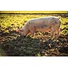 Pigs eating on a meadow in an organic meat farm