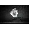 Hand holding human heart on concrete backround