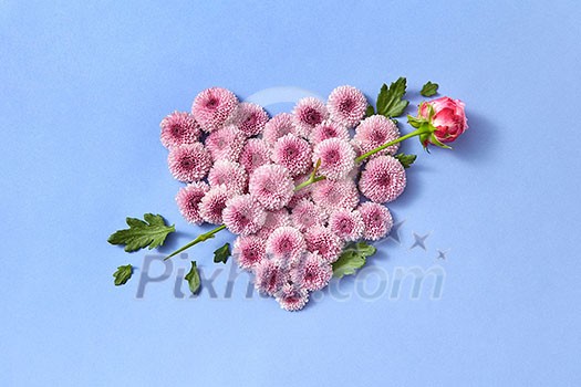 Creative post card from hardy chrysanthemum flowers heart and rose as an arrow on a serenity color background with copy space. Congratulation card.