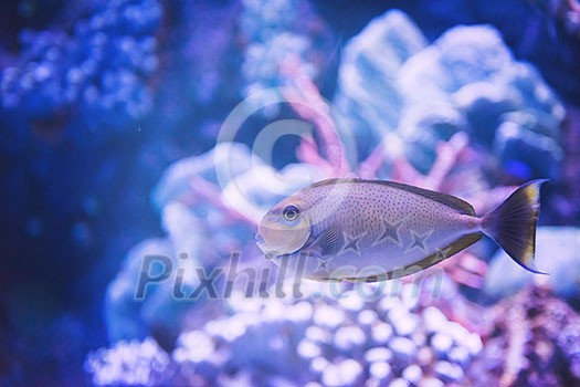 underwater photography of a fish swimming in freshwater aquarium