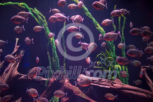 big tropical freshwater aquarium with colorful fishes and plants big tropical freshwater aquarium with colorful fishes and plants