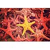 top view of Plenty starfish