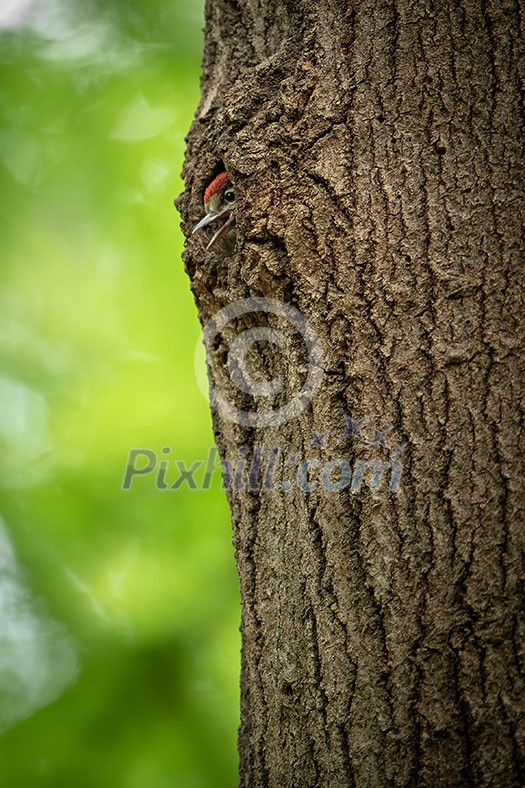 Great spotted woodpecker's young chick looking out from the nest in a tree trunk in spring forest Great spotted woodpecker's young chick looking out from the nest in a tree trunk in spring forest