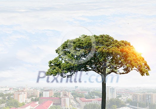 Crown of green tree on blue sky background for forestation concept . Mixed media Crown of green tree on blue sky background for forestation concept . Mixed media