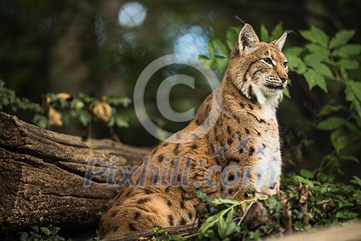 Eurasian Lynx (Lynx lynx) Eurasian Lynx (Lynx lynx)