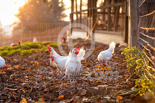 Hen in a farmyard (Gallus gallus domesticus) Hen in a farmyard (Gallus gallus domesticus)
