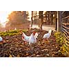 Hen in a farmyard (Gallus gallus domesticus)