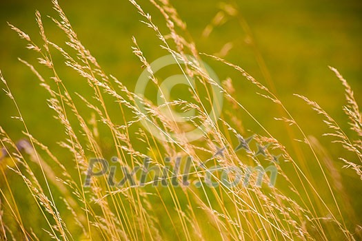 Wheat field. Ears of golden wheat field close up. Beautiful Nature Sunset Landscape Wheat field. Ears of golden wheat field close up. Beautiful Nature Sunset Landscape