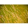 Wheat field. Ears of golden wheat field close up. Beautiful Nature Sunset Landscape