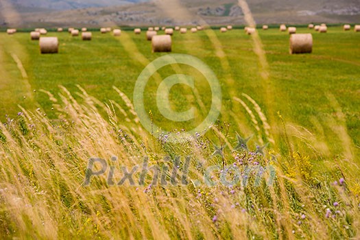 Rolls of hay in a wide field Rolls of hay in a wide field