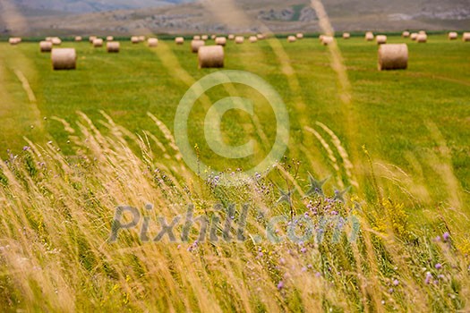 Rolls of hay in a wide field