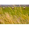 Rolls of hay in a wide field