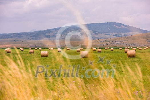 Rolls of hay in a wide field