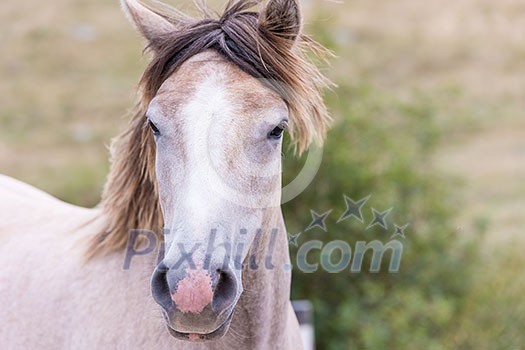 portrait of beautiful wild horse with long mane while graze in the meadow