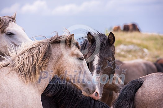 portrait of beautiful wild horses with long mane while graze in the meadow