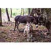 portrait of Donkey and goat in the woods