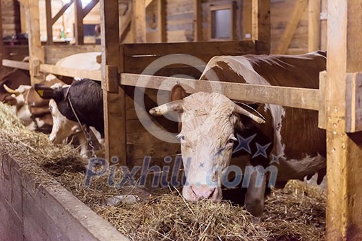 agriculture industry, farming and animal husbandry concept herd of cows eating hay in cowshed on dairy farm agriculture industry, farming and animal husbandry concept herd of cows eating hay in cowshed on dairy farm
