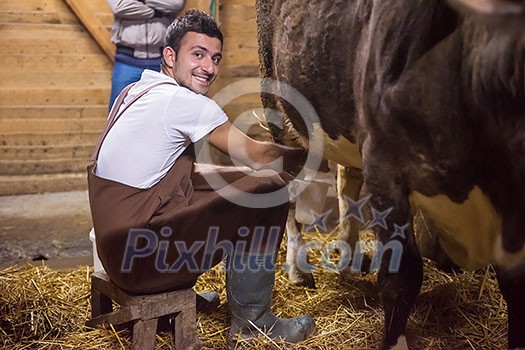 Everyday life for farmer in the countryside young happy man milking dairy cow by hand for milk production Everyday life for farmer in the countryside young happy man milking dairy cow by hand for milk production