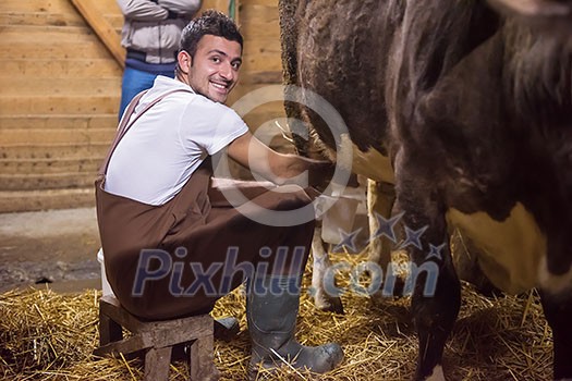 Everyday life for farmer in the countryside  young happy man milking dairy cow by hand for milk production