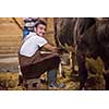 Everyday life for farmer in the countryside  young happy man milking dairy cow by hand for milk production