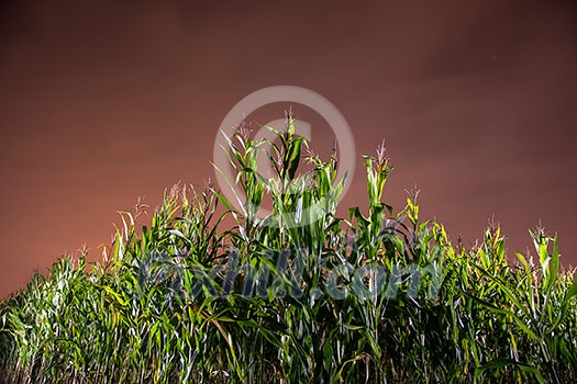 Natural Night Sky Above Corn Field Plantation In Summer Agricultural Season