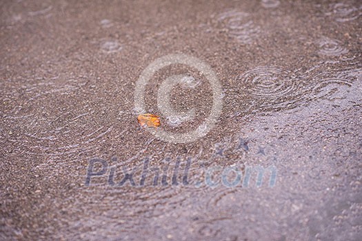 Yellow autumn leave on wet asphalt road during rain Yellow autumn leave on wet asphalt road during rain