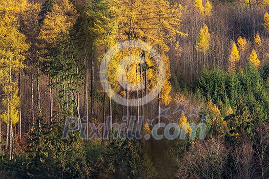 Autumn landscape (shallow DOF; color toned image)