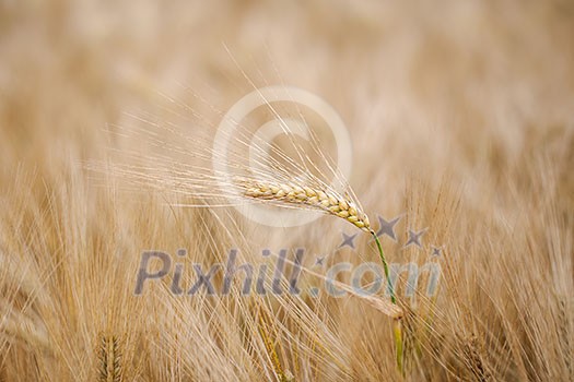 Ripe barley (lat. Hordeum) Ripe barley (lat. Hordeum)