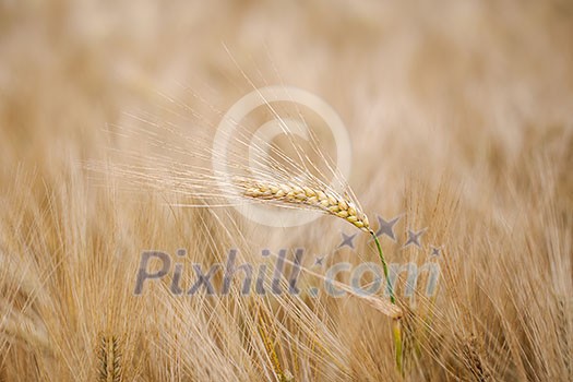 Ripe barley (lat. Hordeum)